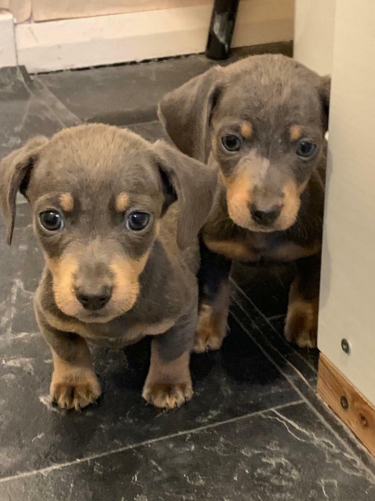 miniature dachshund gumtree